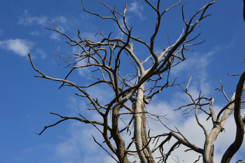 Dead Branch Removal