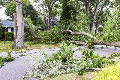 Storm Damage Tree on Commercial Property