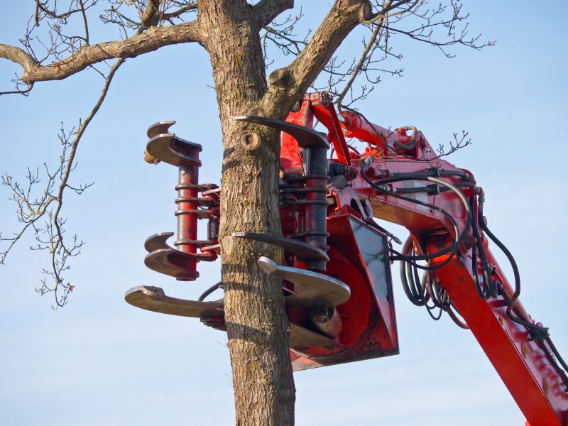 Tree Removal Equipment Near a Property