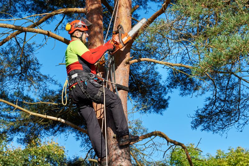 Tree Cutting in Progress