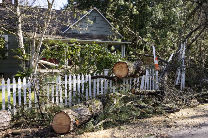 Tree Removal in a Neighborhood