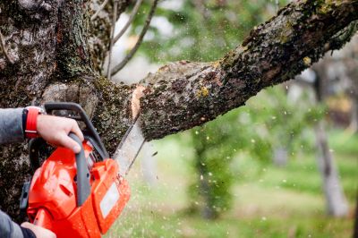 Tree Branch Cutting detail