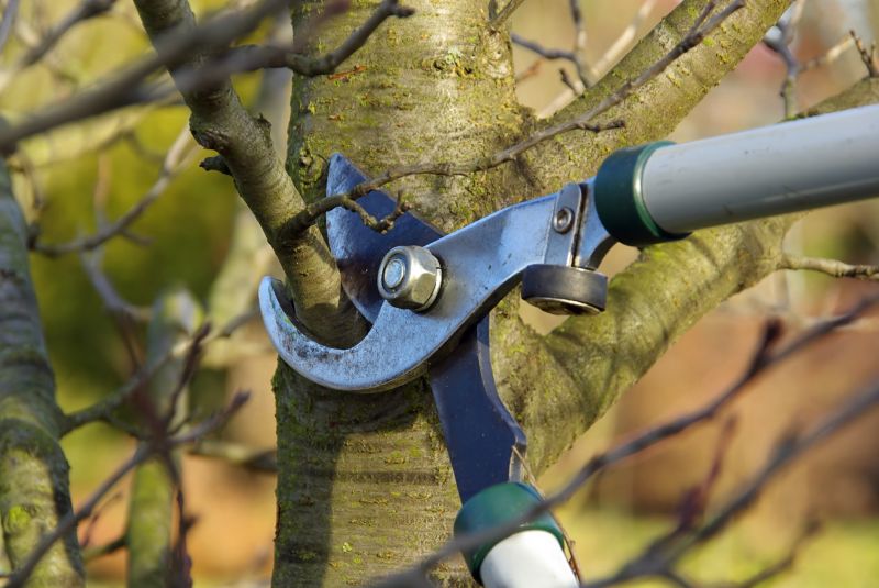 Tree Branch Cutting detail