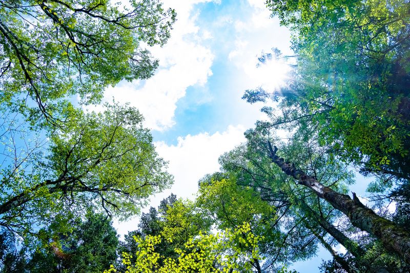 Tree Crown Shaping detail