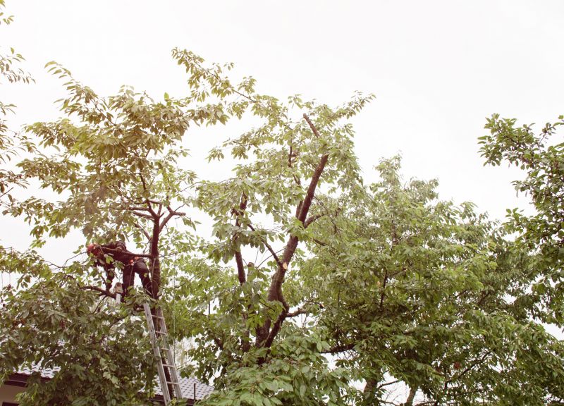 Tree Pruning detail