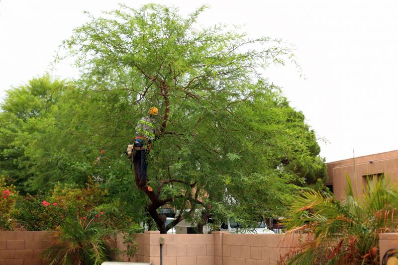 Tree Shaping Service detail