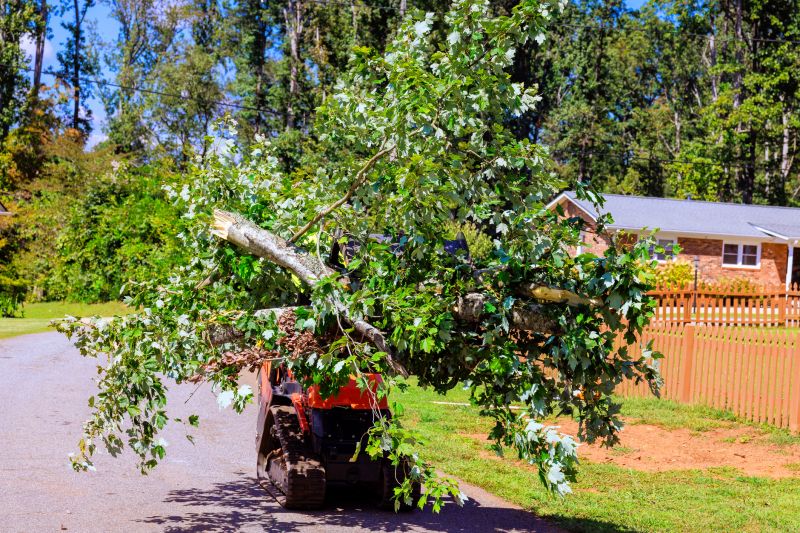 Tree Shaping Service detail