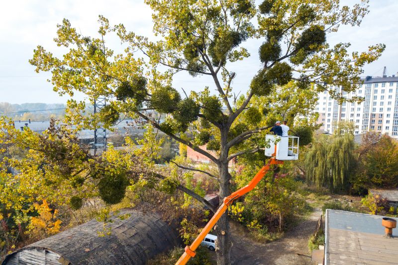 Tree Shaping Service detail