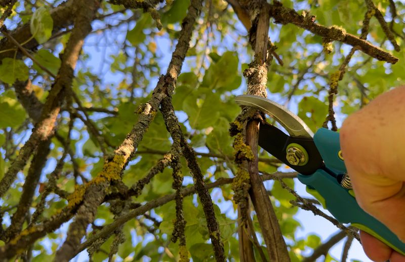 Tree Shearing detail