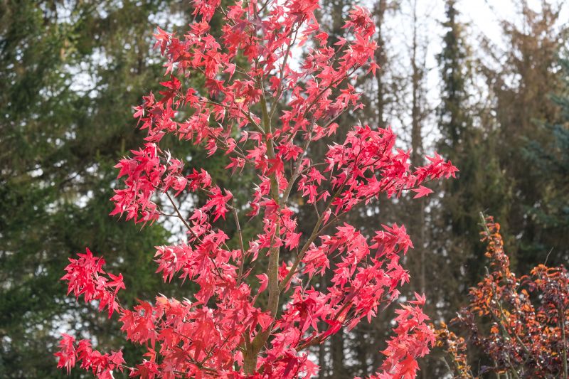 Japanese Maple Pruning