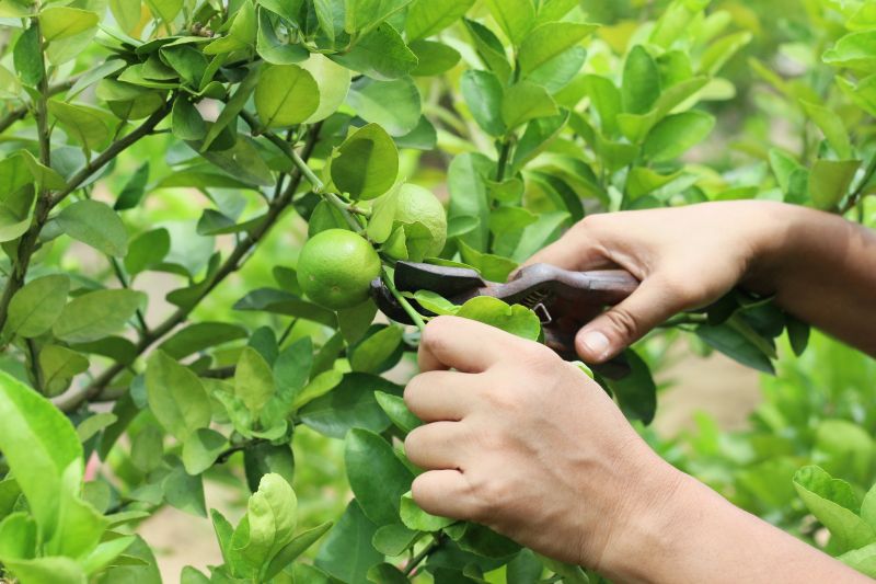 Limb Pruning