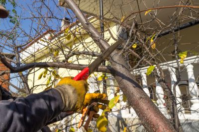 Limbs Trimming