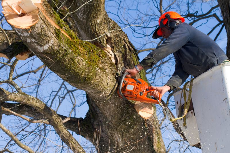 Maple Tree Pruning
