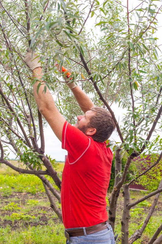 Maple Tree Pruning