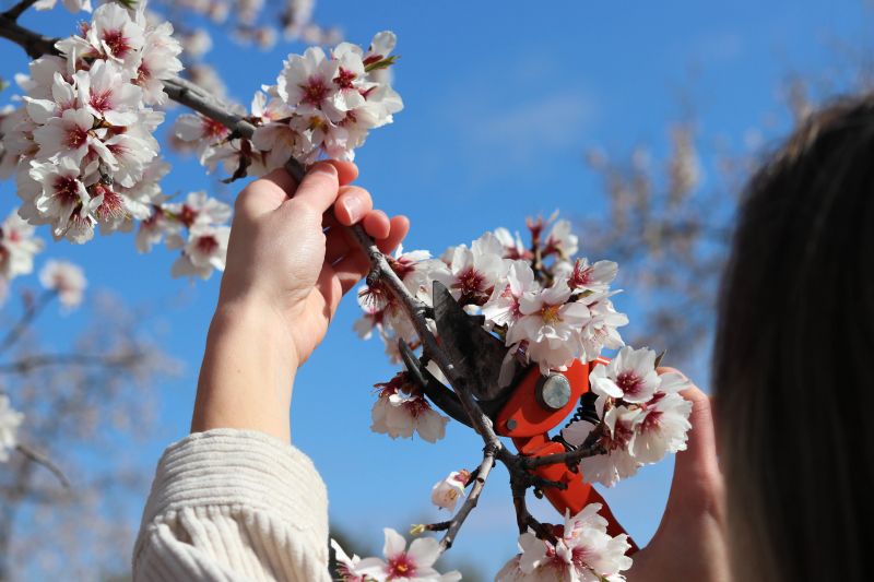 Orange Tree Pruning