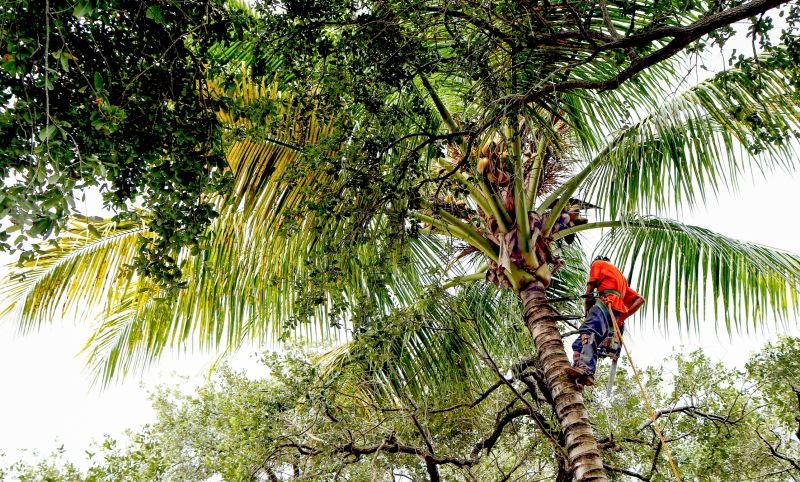 Palm Tree Pruning