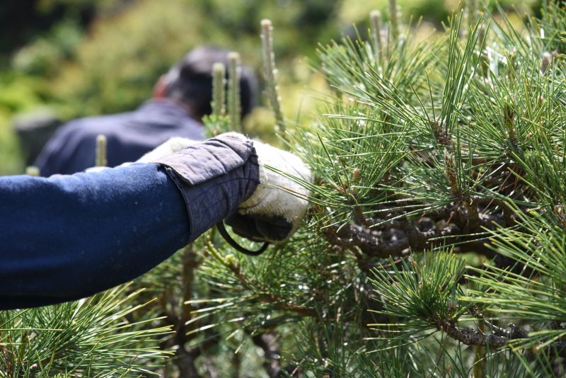 Palm Tree Pruning
