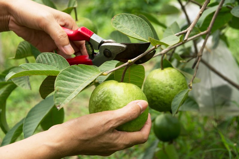 Peach Tree Pruning