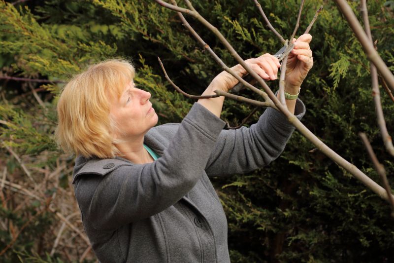 Pear Trees Pruning