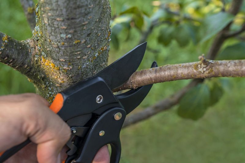 Pine Tree Pruning