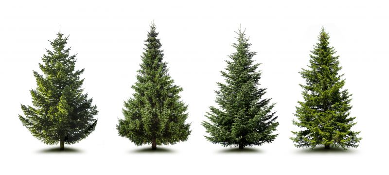 Pine Tree Trimming
