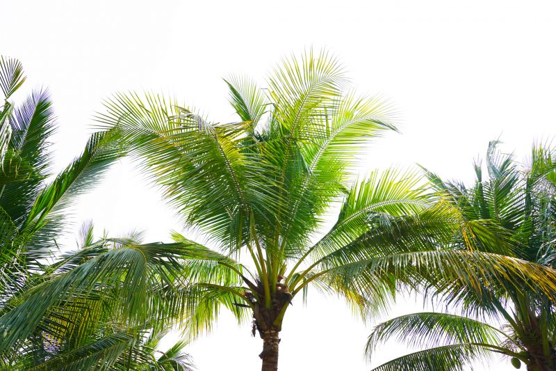 Queen Palm Tree Trimming