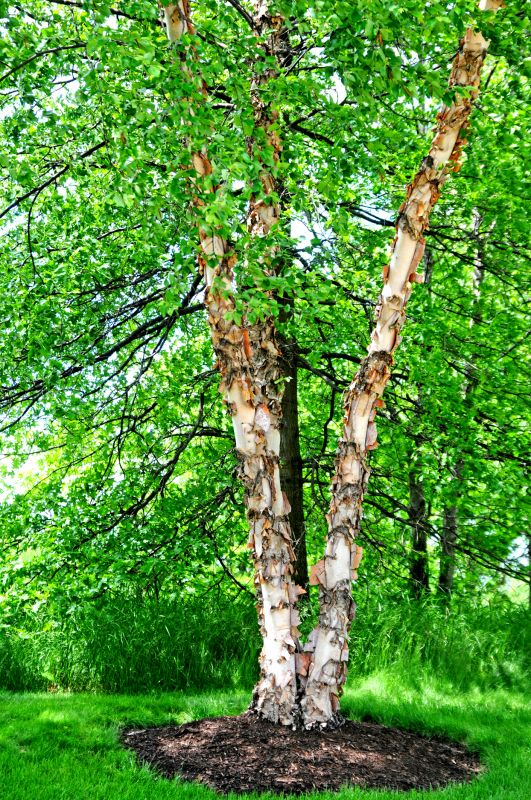 River Birch Trimming