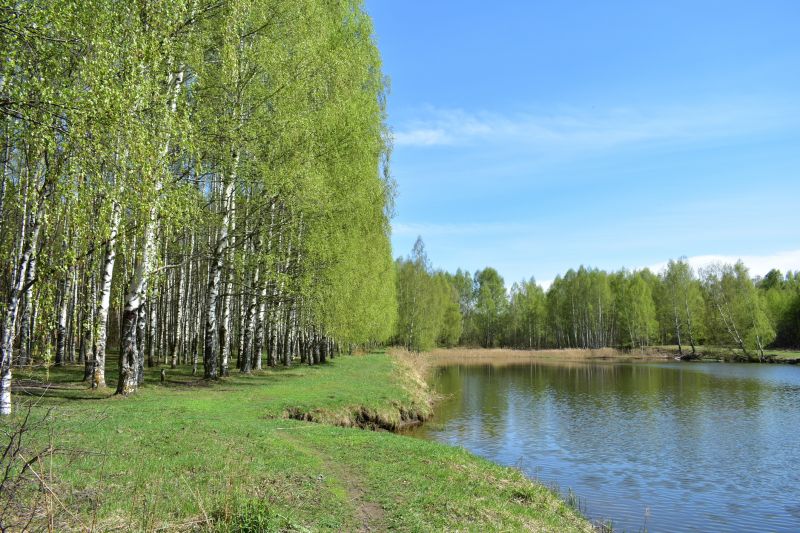 River Birch Trimming