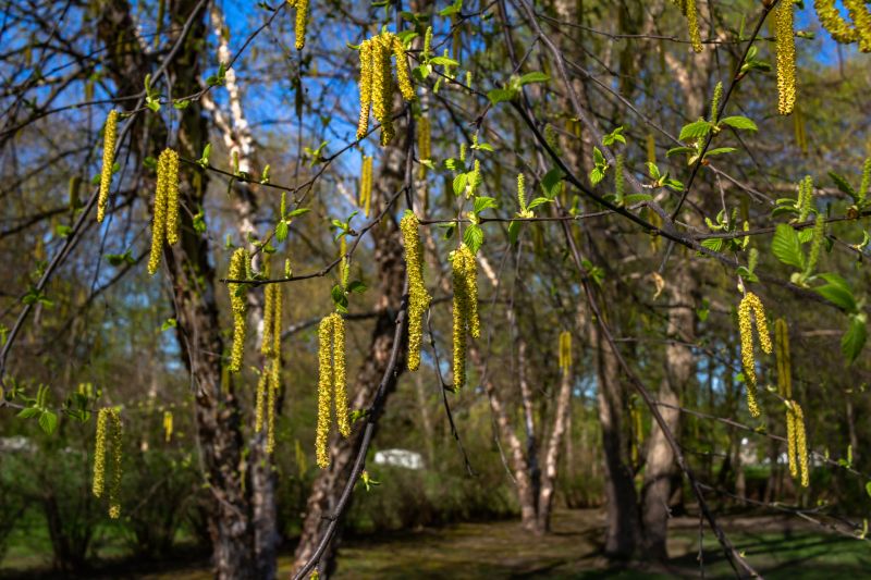 River Birch Trimming
