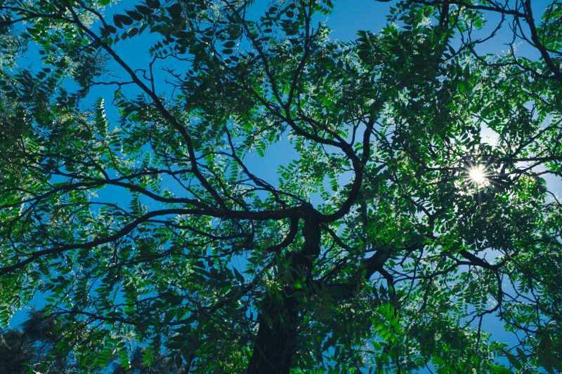 Tree Canopy Thinning