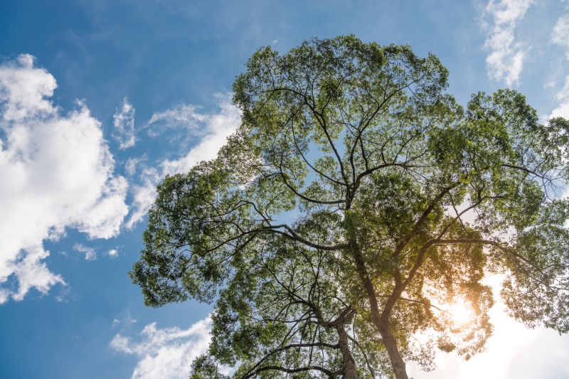 Tree Canopy Thinning