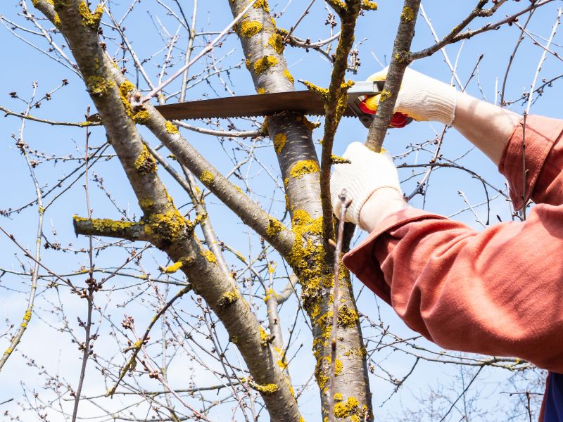 Tree Limb Trimming Service