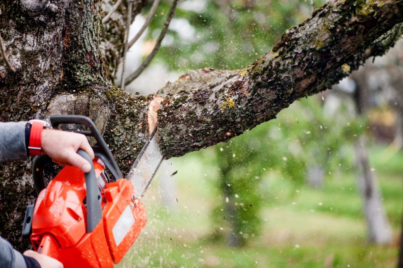 Tree Limbs Removal