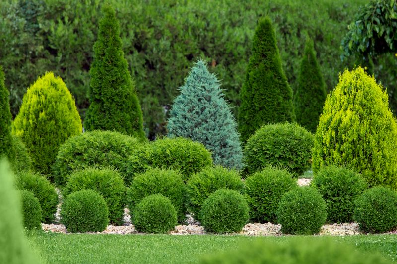Tree Shaping Service