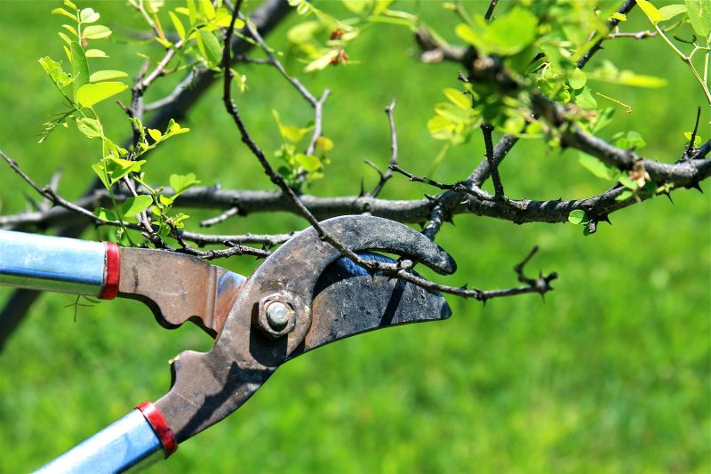 Tree Shearing