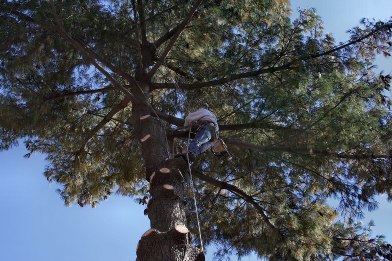 Tree Inspection