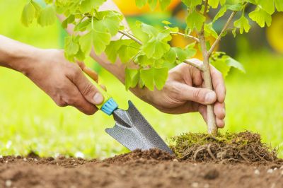 Shaping Young Trees