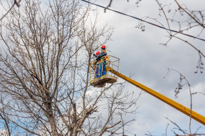 Tree Trimmings in Bloom