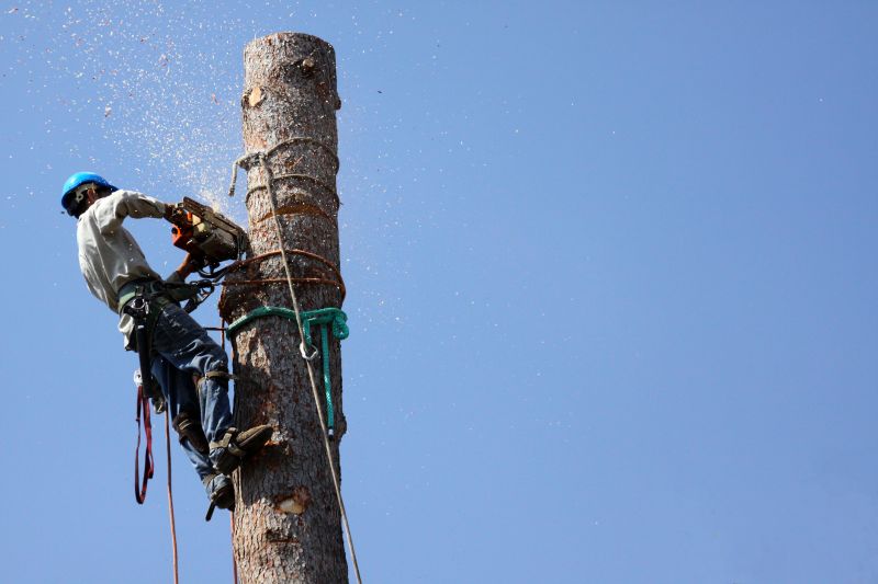Tree Trimming Equipment in Action