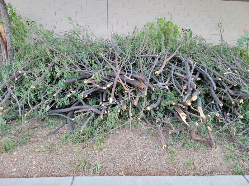 Before and After Tree Trimming