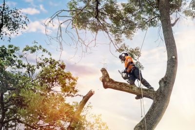 Urban Tree Care Specialists