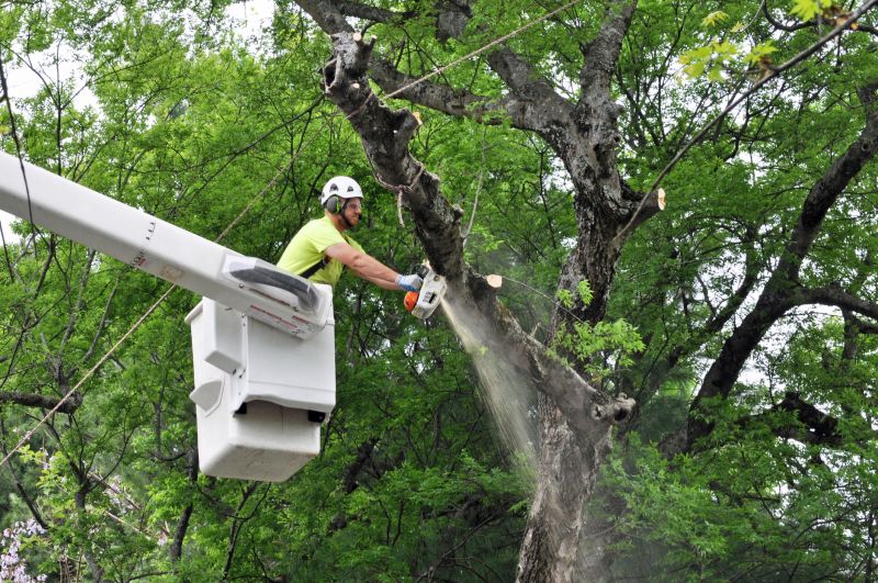 Tree Health Inspection